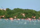 La Laguna de las Peonías, un refugio para los flamencos en Maracaibo