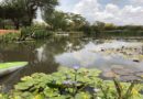 Pintorescos paisajes: La belleza del Jardín Botánico de Maracaibo