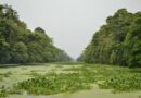 Caño de la Maroma, municipio Colón: Diversidad de flora y fauna que cautivan