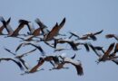 Mérida se posiciona como número 1 en el conteo mundial de aves