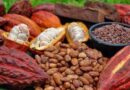 Día Nacional del Cacao: Un tributo a la riqueza cultural y económica de Venezuela