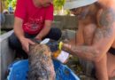 Rescatan a perrita petrolizada