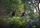 Monos aulladores: Los melódicos guardianes de la Sierra de Perijá